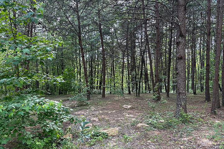 Remote Forest Views